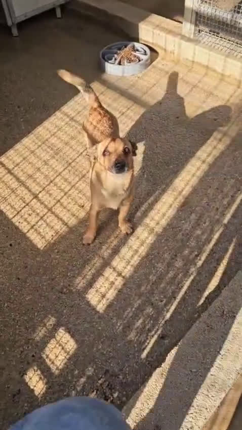 Meticcio cani in regalo: Gelso: 2 mesi taglia piccola  - Video 1