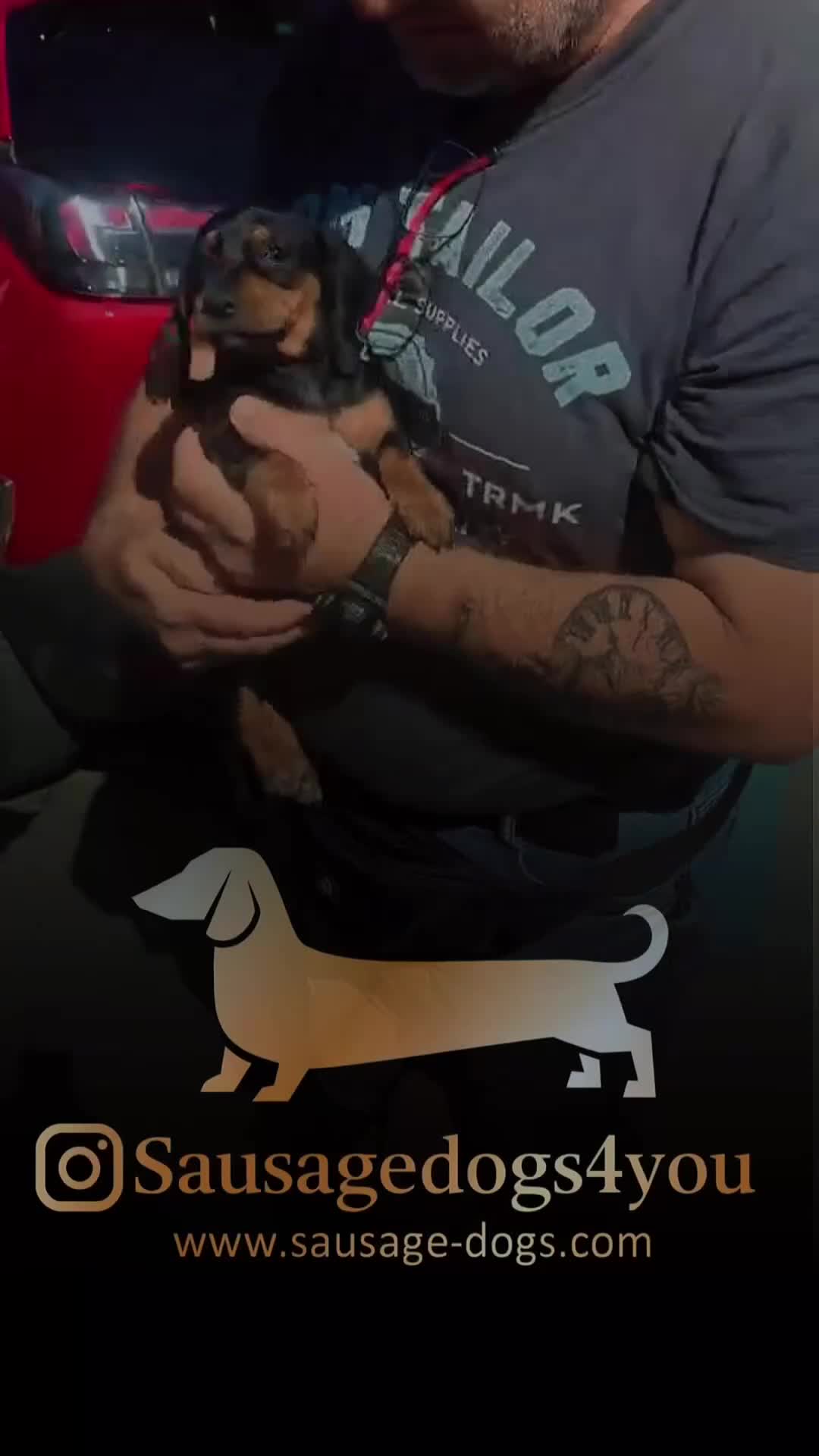 Bassotto cani in vendita: Bassotti nani  - Video 3