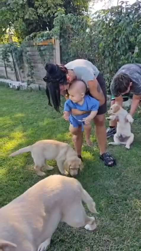 Labrador cani in vendita: Labrador Retriever con pedigree  - Video 2