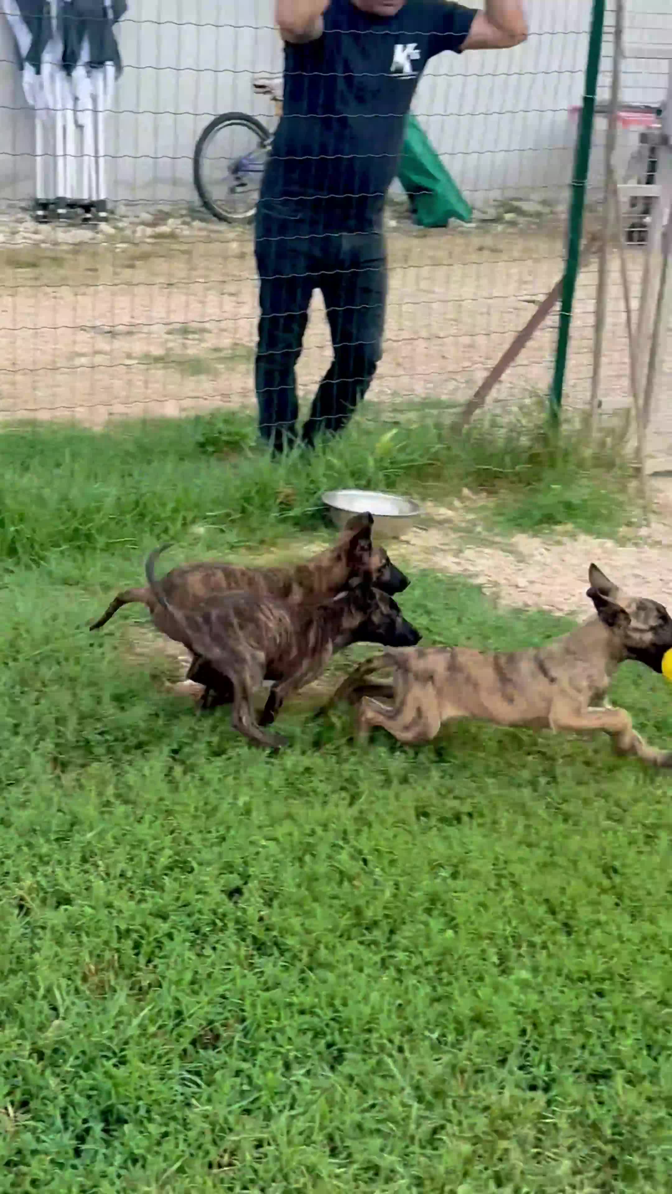 Pastore Olandese cani in vendita: Cuccioli di pastore olandese con pedigree - Video 1