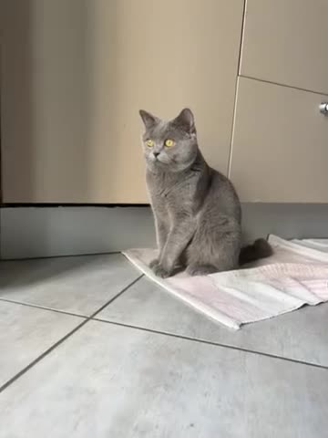Scottish gatti per accoppiamento: Scottish Straight grigio per monta - Video 1