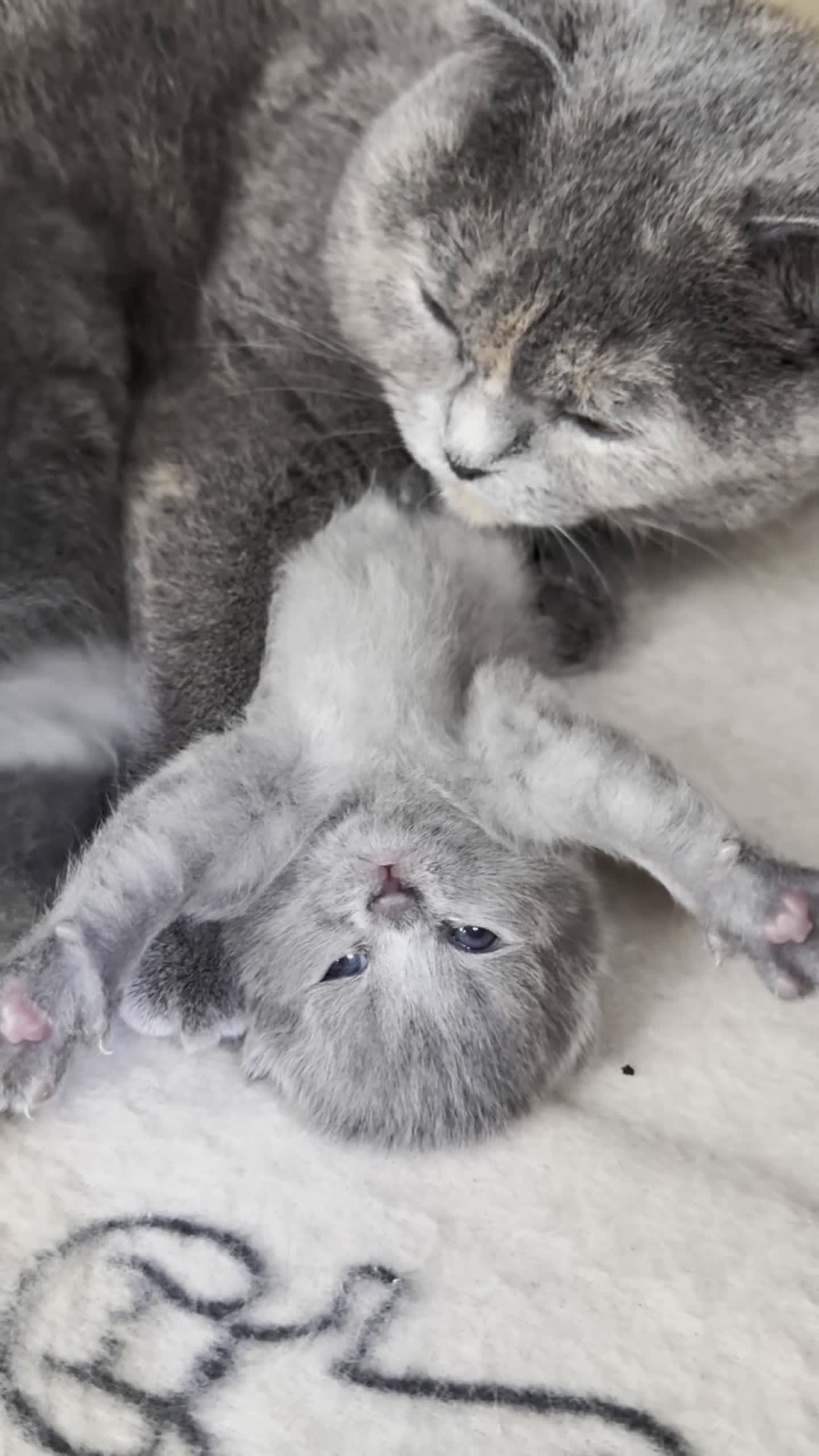 Scottish gatti in vendita: Gattini scottish fold blue - Video 1