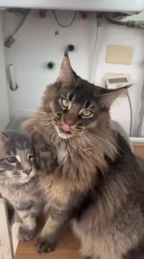 Maine Coon gatti in vendita: Maschio Maine coon in vendita  a Provincia di Brindisi - Video 1
