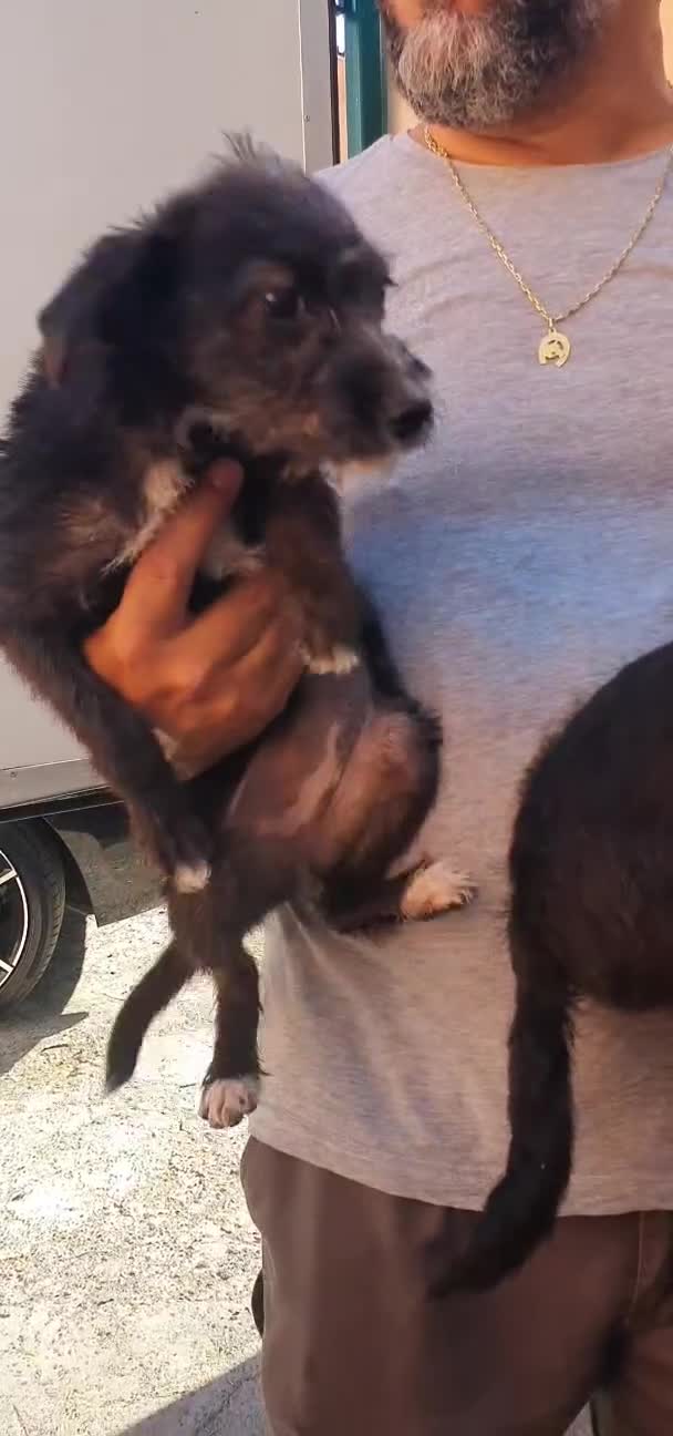 Meticcio cani in regalo: Camilla e Tommaso Yorkshire/Pinscher Mix in Canile - Video 1