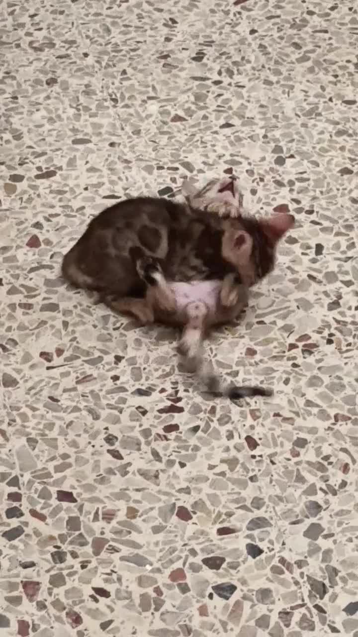Bengala gatti in vendita: meravigliosi bengalini  - Video 2