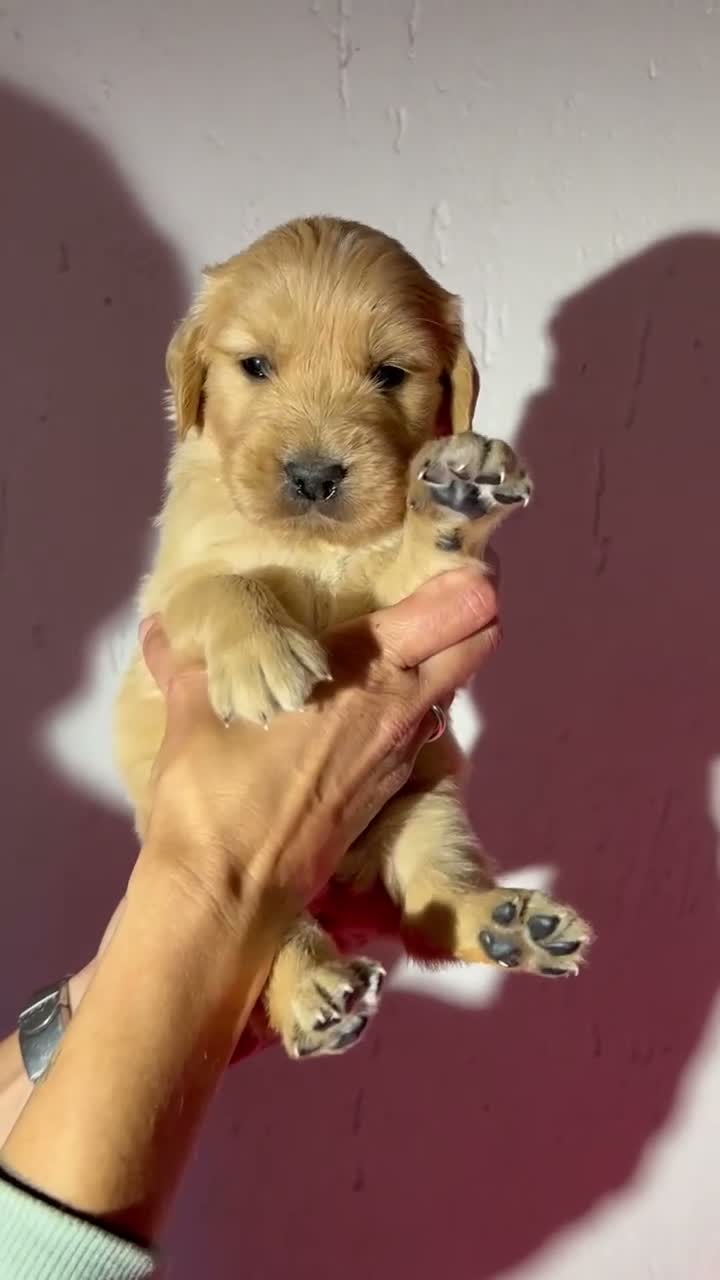 Golden Retriever cani in vendita: Cuccioli Golden Retriever con Pedigree ENCI - Video 3