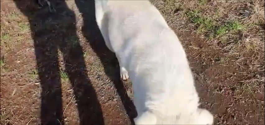 Meticcio cani in regalo: Ziguli' il timido cagnolino dal sorriso speciale  - Video 1
