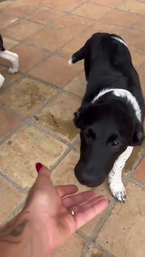 Meticcio cani in regalo: FRATELLINI - Video 2