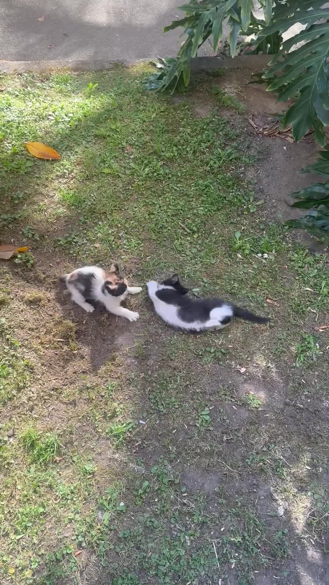 Meticcio gatti in regalo: Cercasi casa per cuccioli  - Video 5
