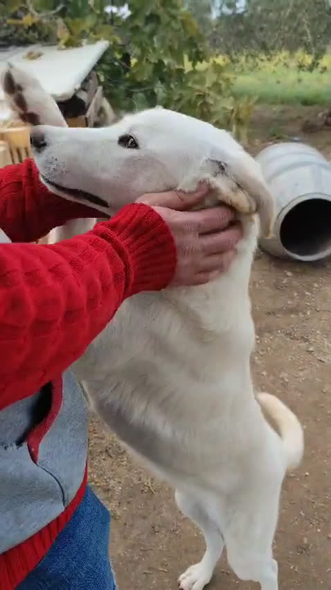 Altre razze cani in regalo: Miele - 8 Mesi - Dolce, Socievole - Video 2