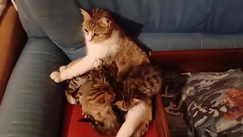 Bengala gatti in vendita: Bengalesi calico van - Video 1