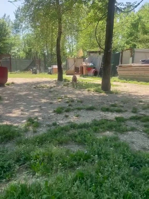 Meticcio cani in regalo: CHOCO ASPETTA TE - Video 3