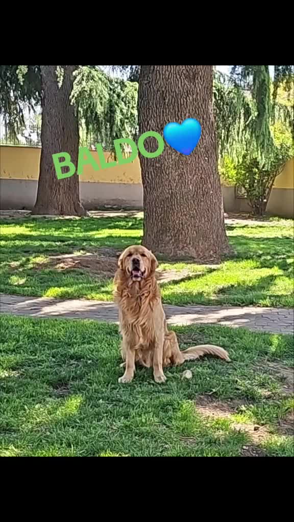 Golden Retriever cani in vendita: CUCCIOLI GOLDEN RETRIEVER  - Video 5