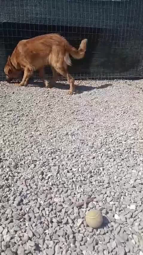 Meticcio cani in regalo: 11 mesi, carattere splendido  - Video 2