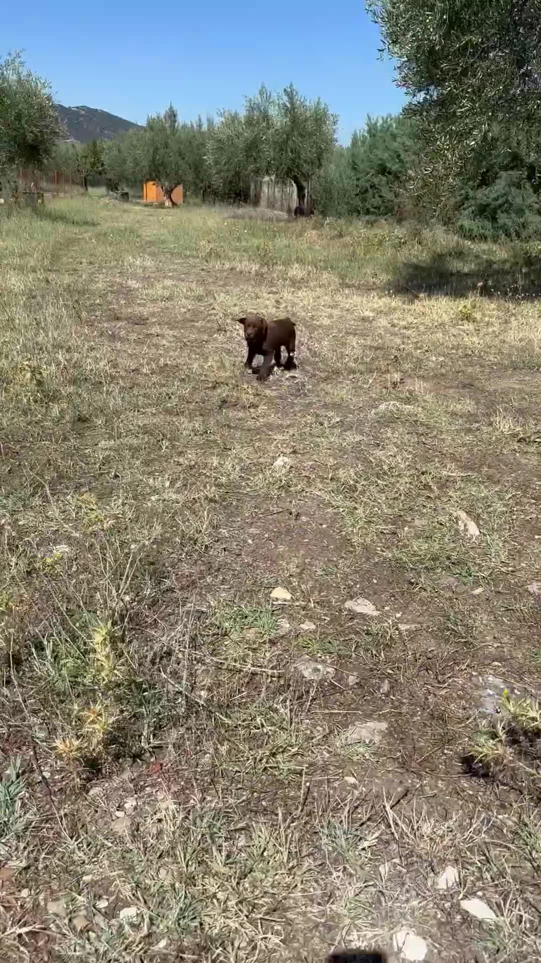 Labrador cani in vendita: Cucciola di Labrador Choco  - Video 1