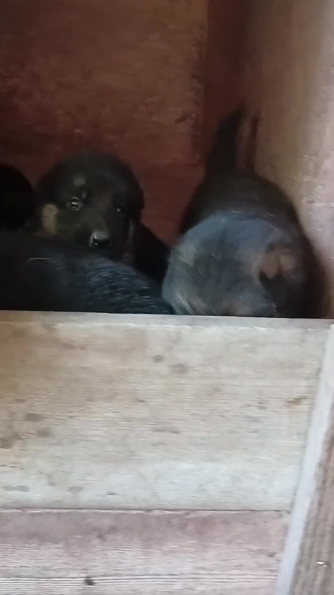 Pastore Tedesco cani in vendita: Cuccioli di Pastore Tedesco - Video 1