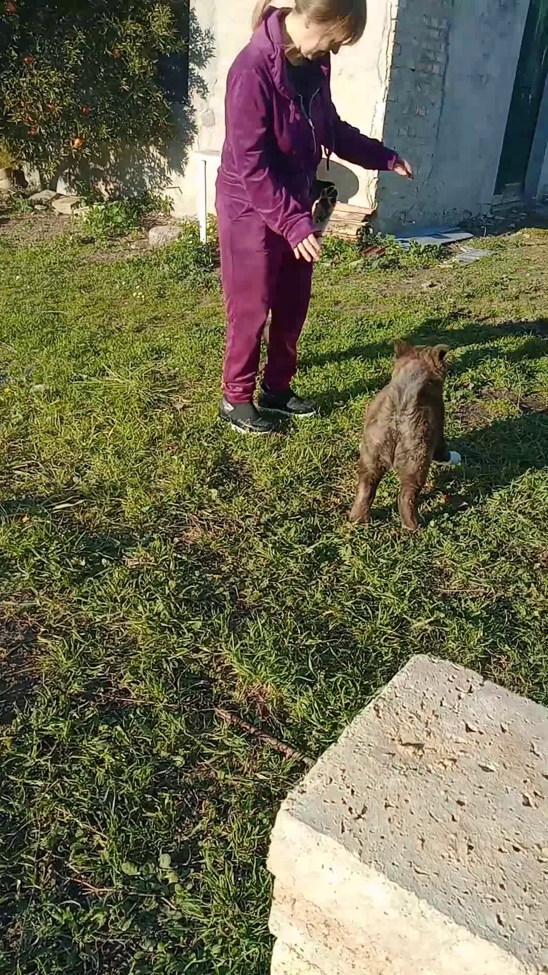 Akita Americano cani in vendita: AKITA AMERICANO  - Video 2