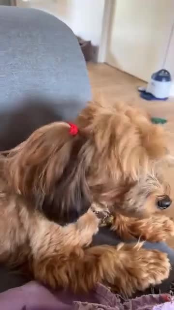Bichon cani in regalo: Bichon Havanais regalo - Video 1
