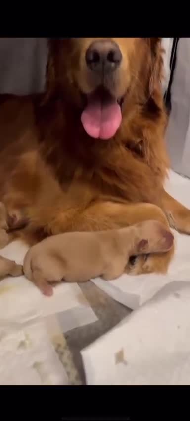 Golden Retriever cani in vendita: Disponibili cuccioli di Golden Retriever Americano - Video 1