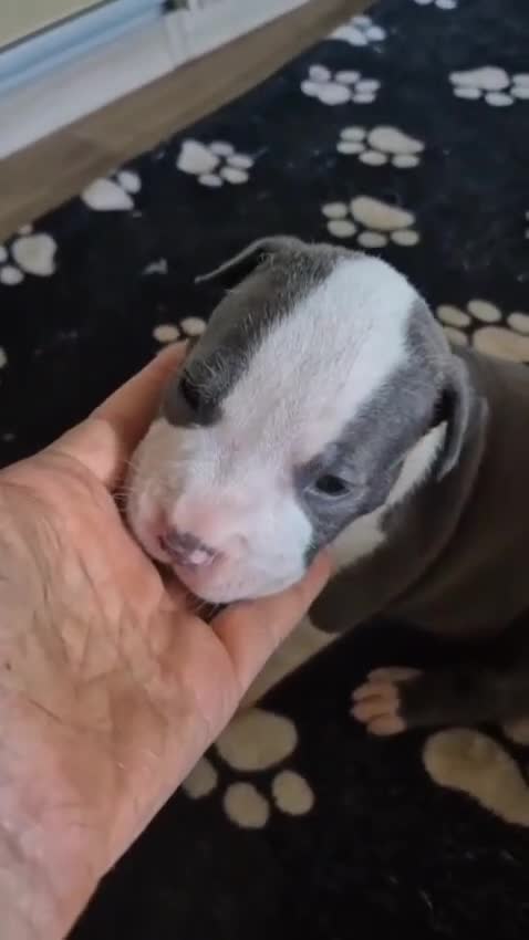 American Staffordshire cani in vendita: Amstaff blue cucciolo - Video 3
