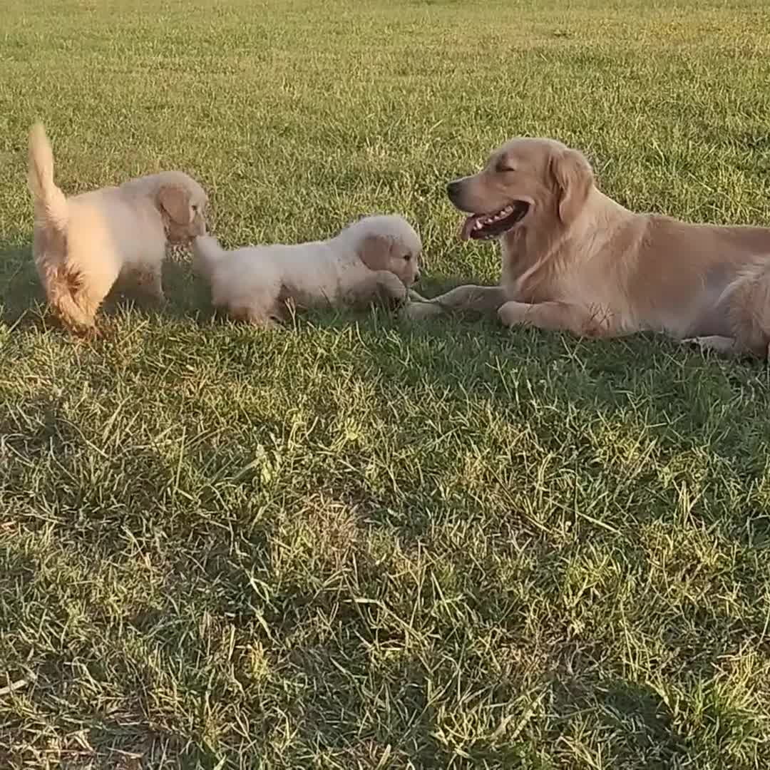 Golden Retriever cani in vendita: Golden sel. caratterialmente/morfologicamente  - Video 2
