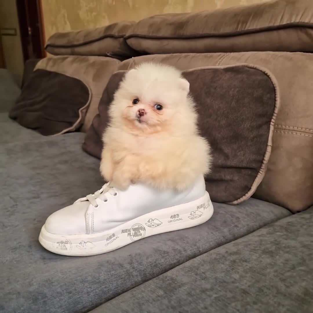 Spitz cani in vendita: Spitz di Pomerania NANO  - Video 2