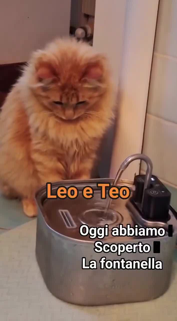 Europeo gatti in regalo: MICINI ROSSI MERAVIGLIOSI a Città Metropolitana di Bologna - Video 1