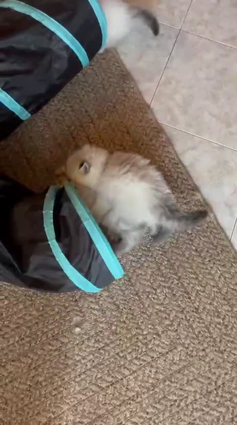 Siberiano gatti in vendita: Siberiani Neva Masquerade  - Video 2