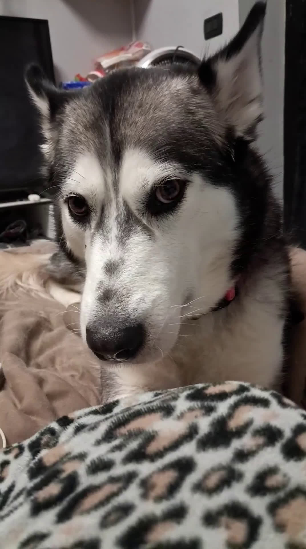 Husky cani in regalo: Husky 4 anni regalo a Città Metropolitana di Torino - Video 1