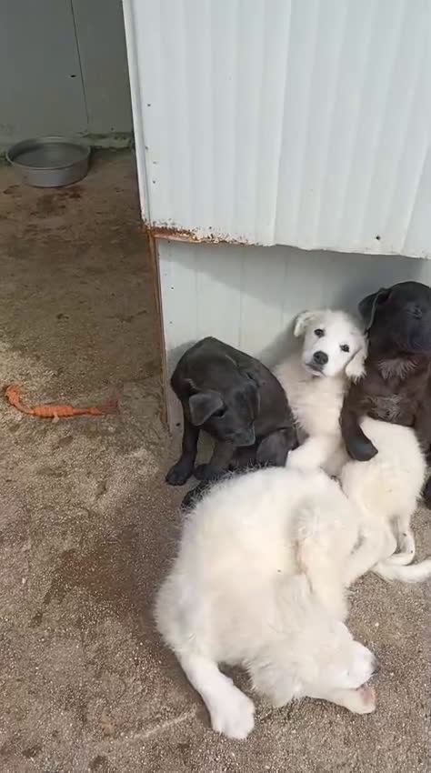 Meticcio cani in regalo: ADOTTA QUESTO DOLCE CUCCIOLO NERO a Provincia di Belluno - Video 2