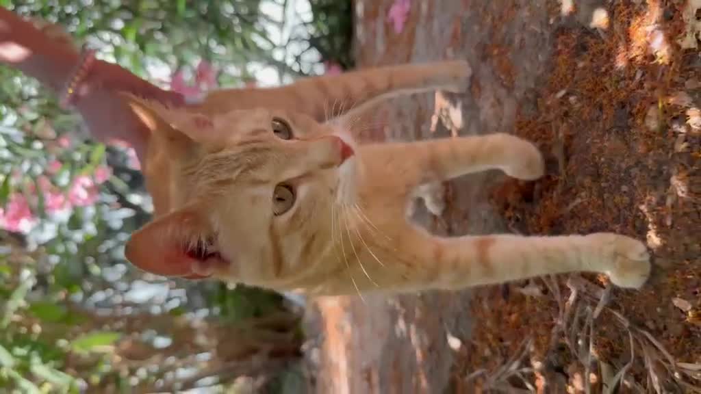 Meticcio gatti in regalo: Dolce maschietto, 7 mesi circa  - Video 1