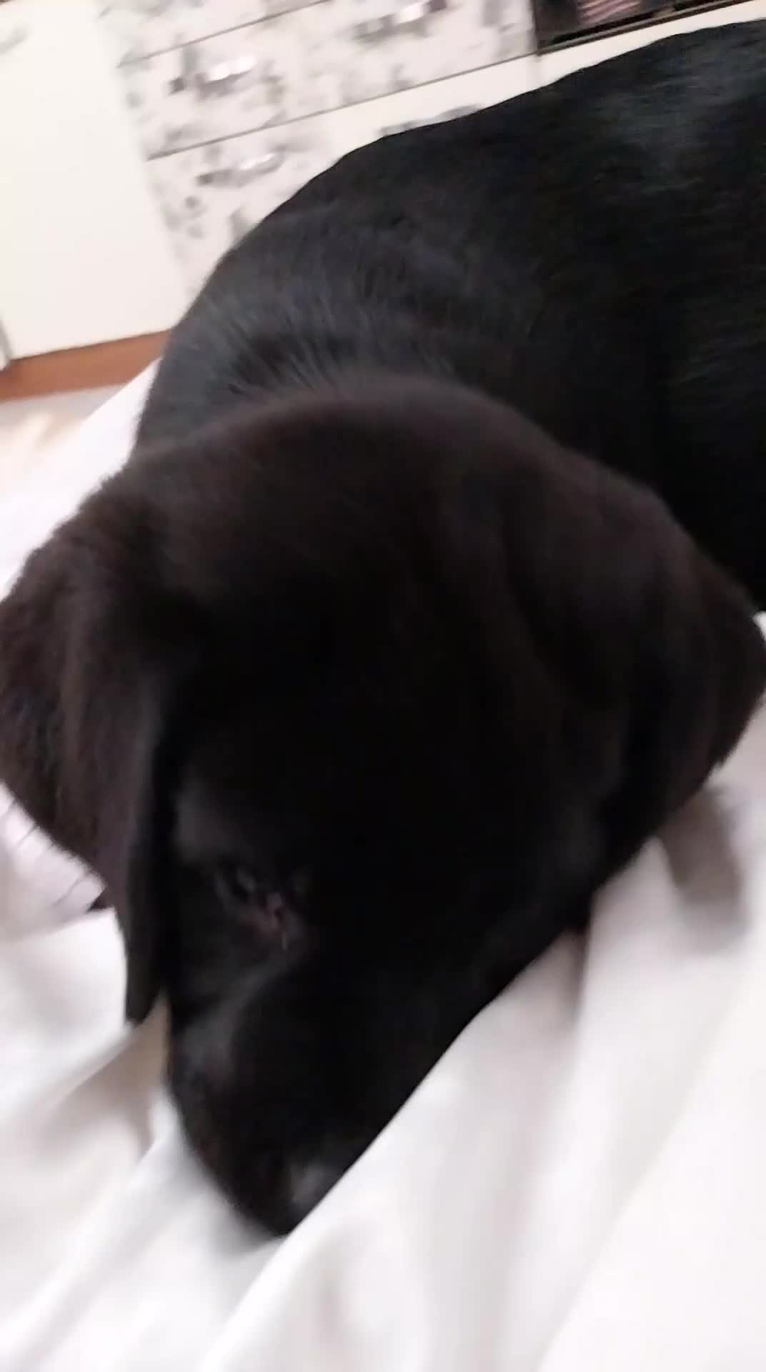 Labrador cani in vendita: Splendidi  - Video 1