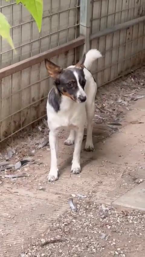Meticcio cani in regalo: Bonnie: adozione del cuore  - Video 2