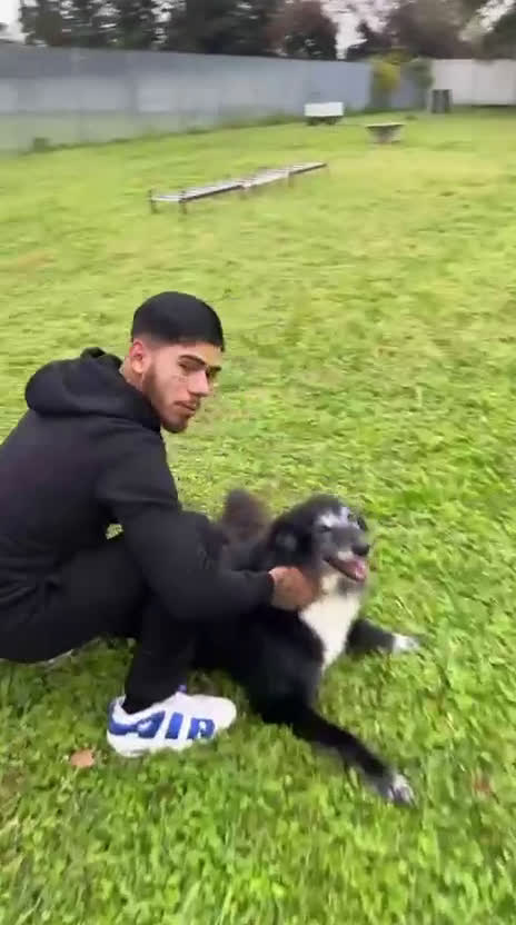 Meticcio cani in regalo: RINGO PASTORE SCOZZESE - Video 1