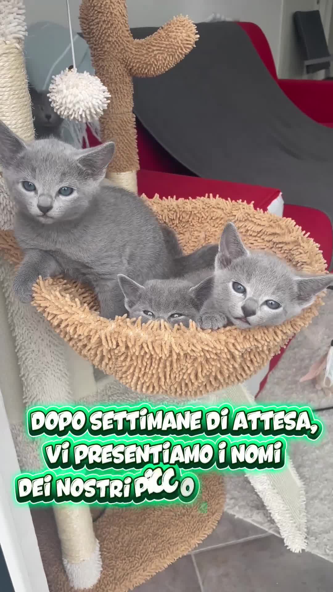 Blu di Russia gatti in vendita: Cuccioli Blu di Russia di alta genealogia - Video 1