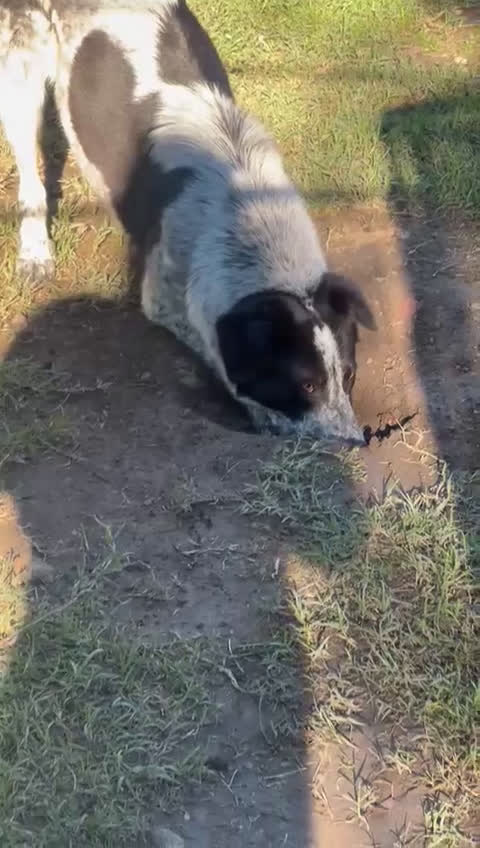 Meticcio cani in regalo: SERENA 🩷 - super cucciola mix pastore, cerca casa - Video 1