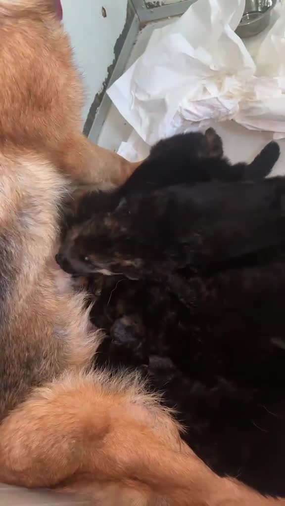 Pastore Tedesco cani in vendita: Cucciolata di pastore tedesco di alta qualità  - Video 1