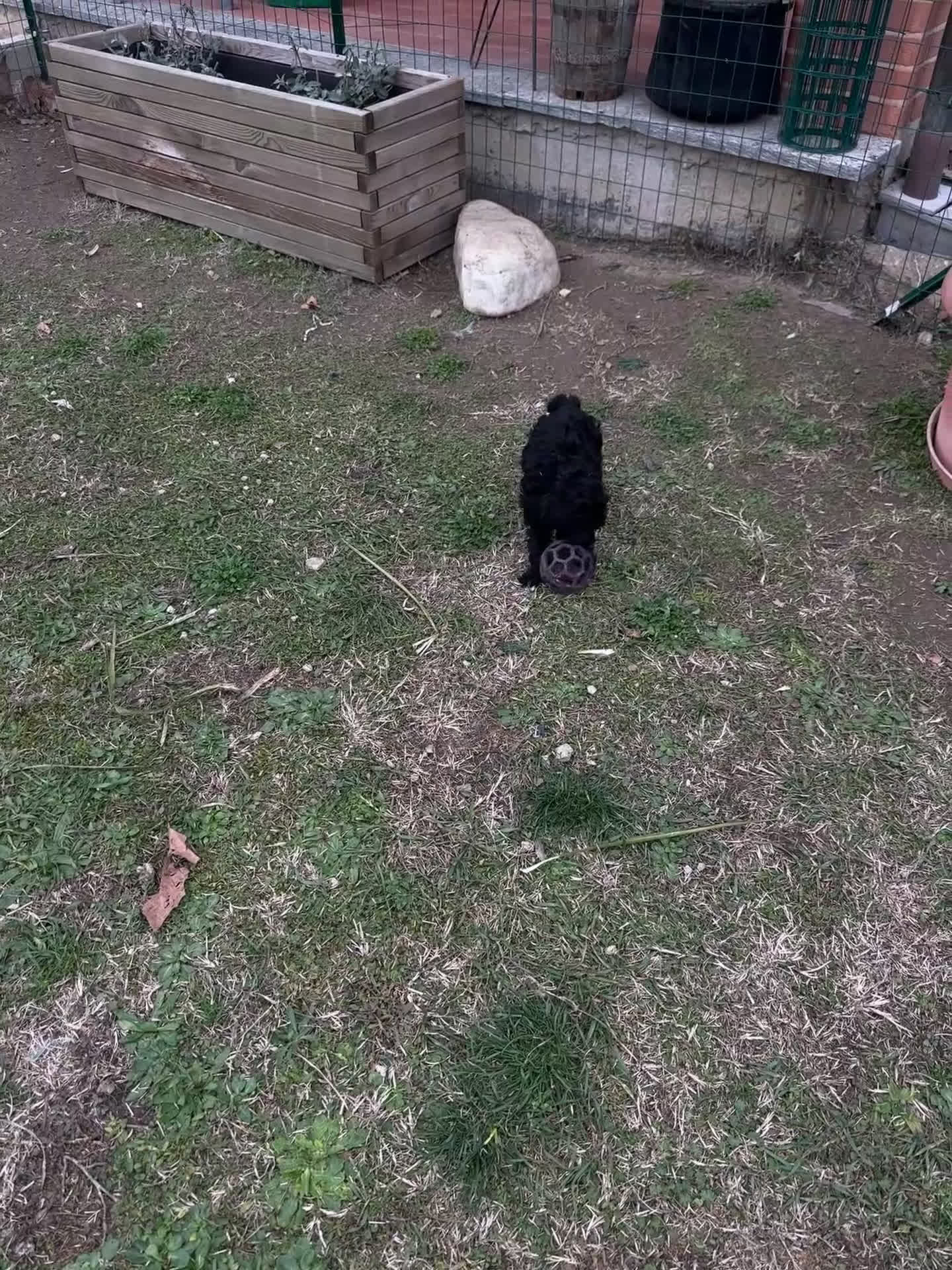 Barbone cani in vendita: Barbone media mole - Video 1