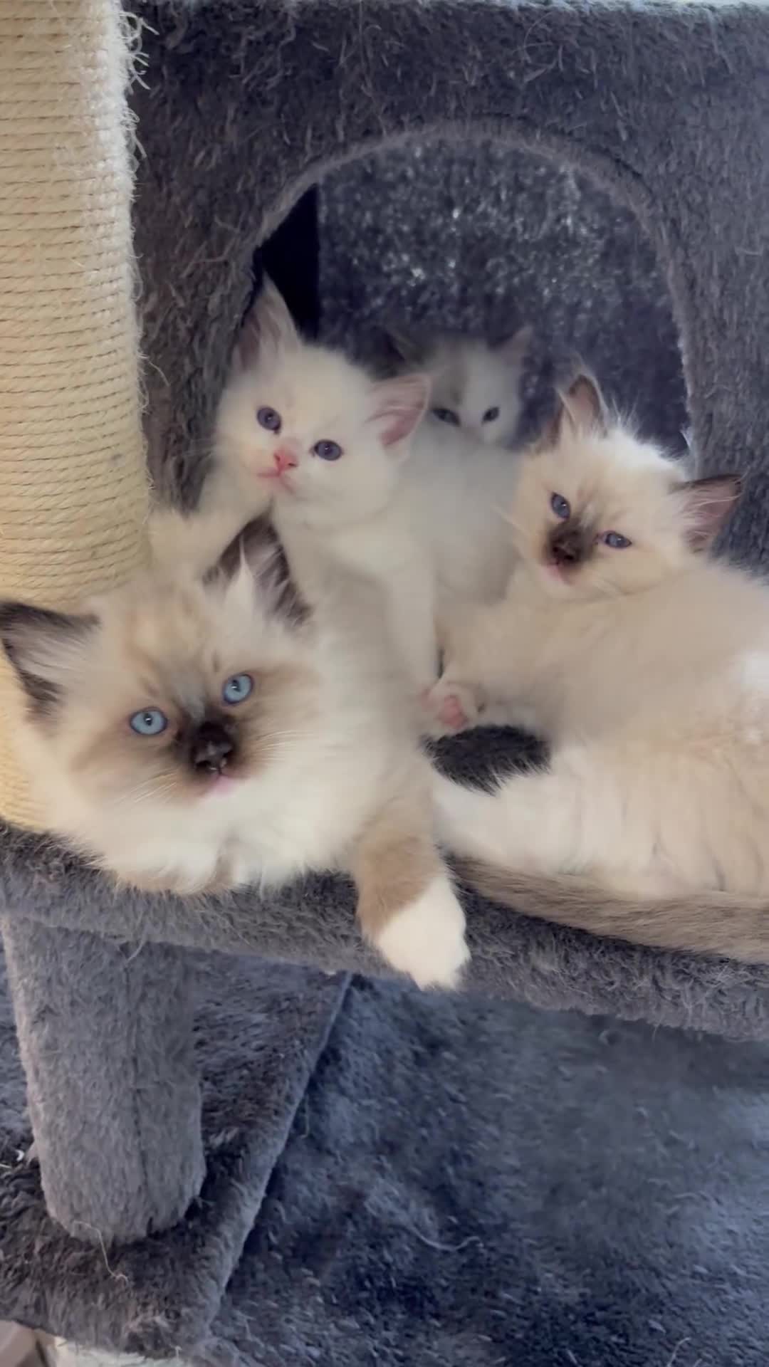 Ragdoll gatti in vendita: Bellissimi cuccioli di Ragdoll - Video 1