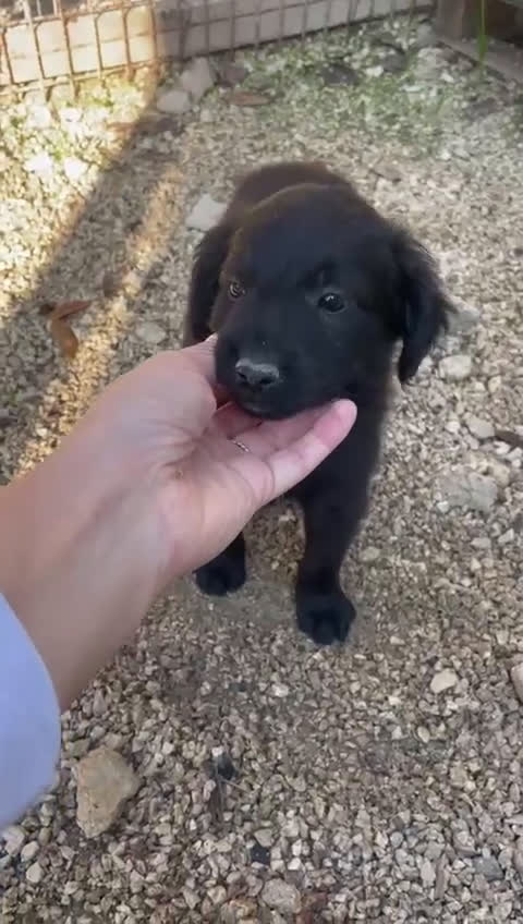 Meticcio cani in regalo: ZAFFIRO - Video 2