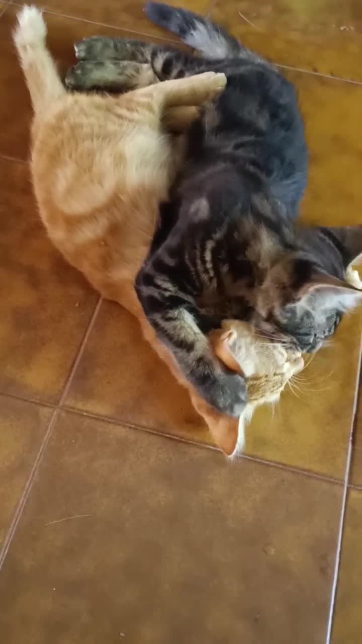 Europeo gatti in regalo: Gatti nostrani in adozione a Provincia di Pordenone - Video 1