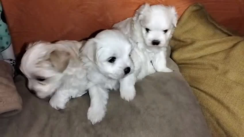 Maltese cani in vendita: Cuccioli maltesi  - Video 1
