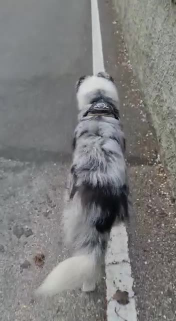 Border Collie cani per accoppiamento: Bellissimo Border con Pedigree per Accoppiamento a Provincia di Cremona - Video 2