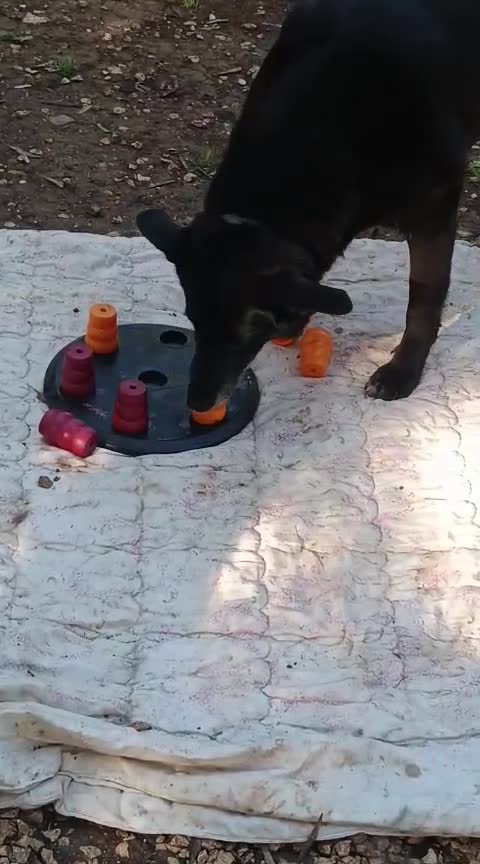 Meticcio cani in regalo: Arya e Sansa sorelle buonissime - Video 2