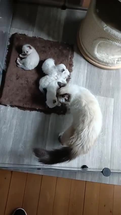 Sacro di Birmania gatti in vendita: Cuccioli Sacro di Birmania disponibili  - Video 1