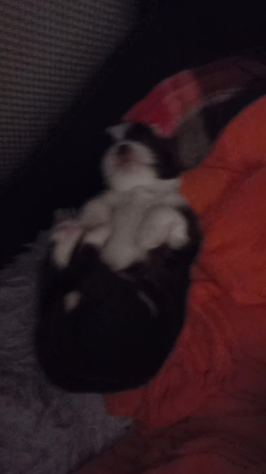 Chihuahua cani in vendita: Chihuahua a pelo lungo  - Video 2
