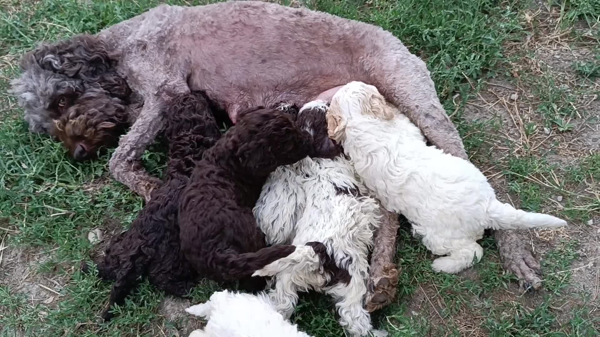 Lagotto cani in vendita: Lagotti  - Video 2