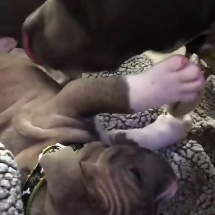 Pitbull cani in vendita: Cucciolo di Pitbull - Video 1