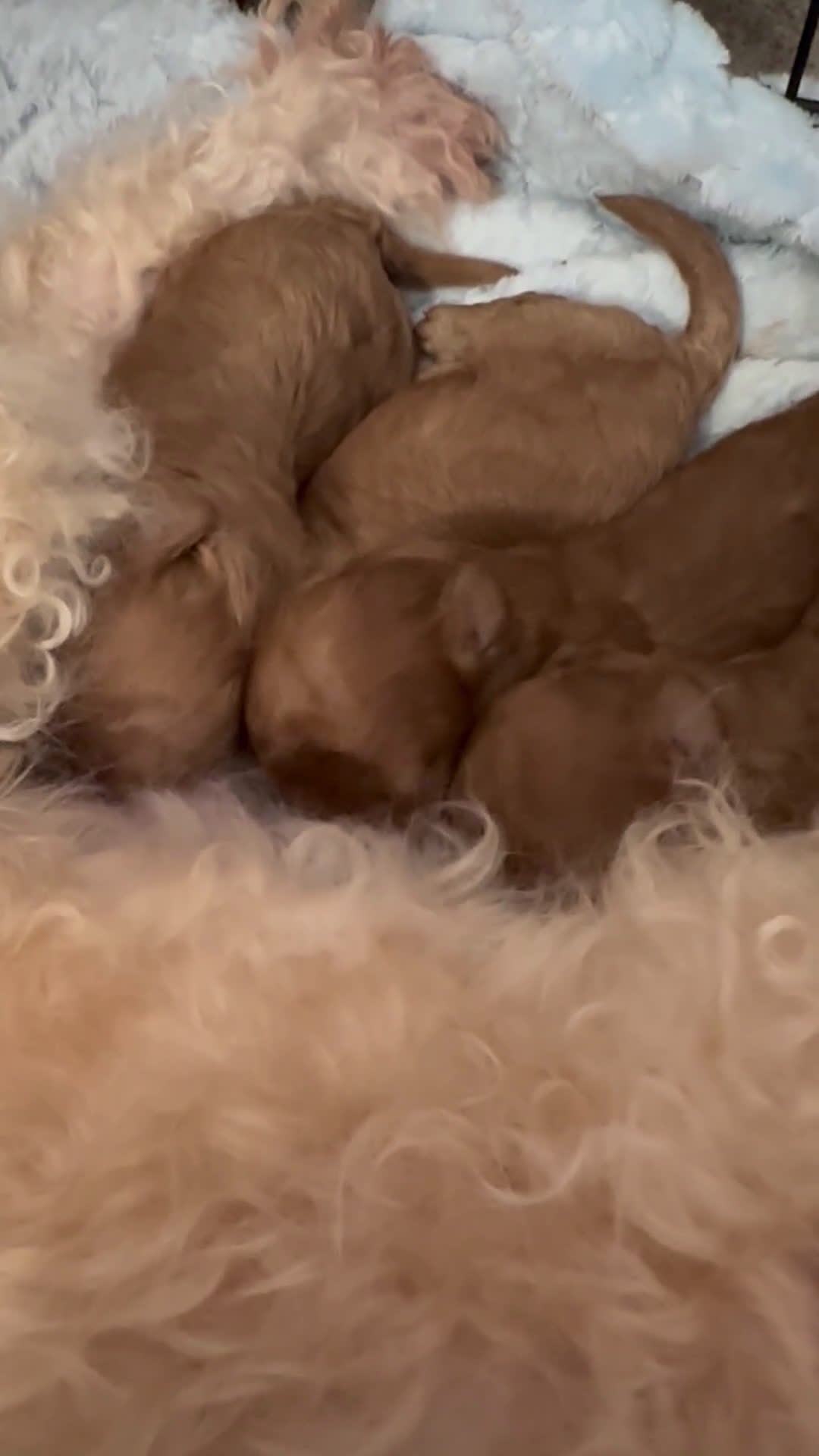 Barbone cani in vendita: Barboncini cuccioli  - Video 1