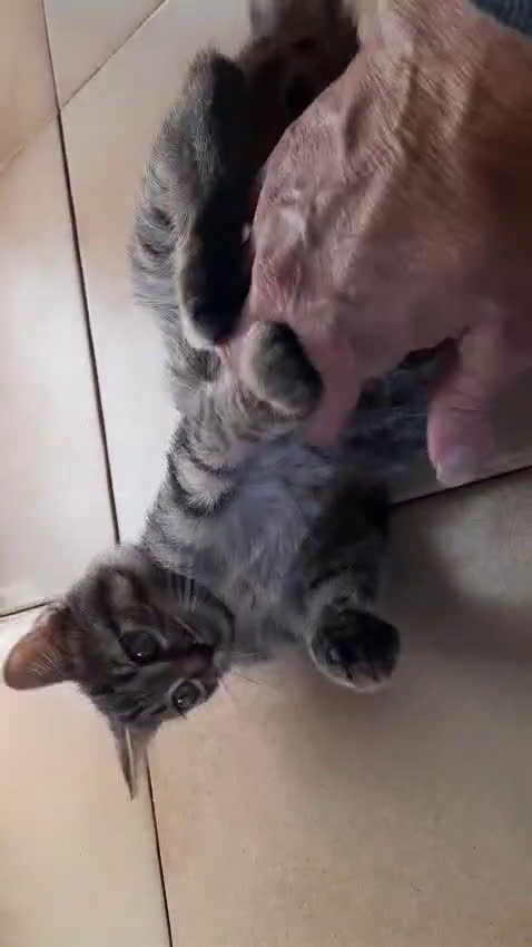 Europeo gatti in regalo: Simone, invisibile - Video 2